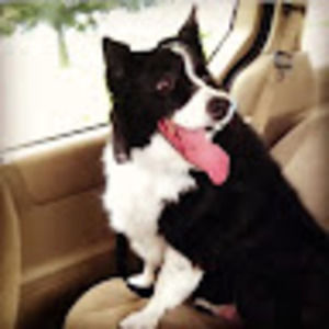 Meet your Posher, Dan